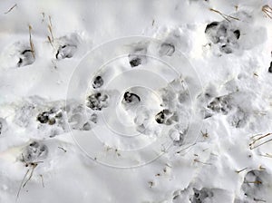 Animal tracks on snow, dog footprints on snow