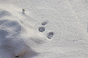 Animal tracks on snow. Dog snow on winter snow. Footprint. Animal trail white