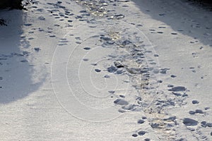 Animal tracks on snow. Dog snow on winter snow. Footprint. Animal trail white