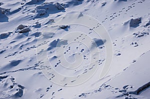 Animal tracks in the snow. Winter background. The surface of the river after a snowfall with fragments of ice floes