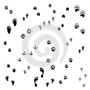 Animal Tracks
