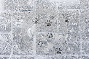 Animal tracks in the white snow.