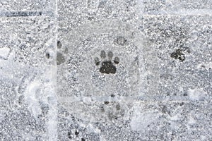 Animal tracks in the white snow