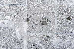 Animal tracks in the white snow. Wildlife