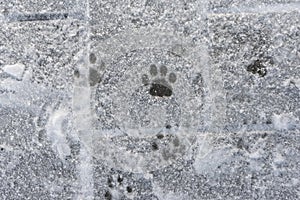 Animal tracks in the white snow. Wildlife. footprints cat