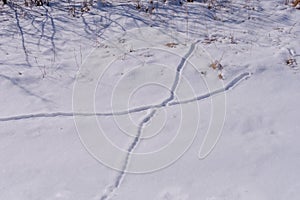 Animal Trails in Fresh Snow