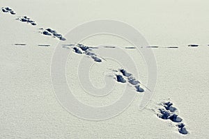 Animal trails in the snow