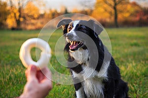 Animal trainer giving pet treat reward to dog after obedience training