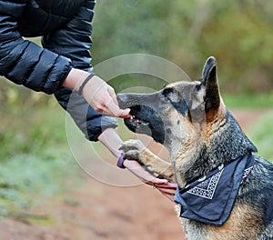 Animal training, outdoor and owner teaching dog respect, patience and obedience or trust with snack. Person, pet or