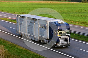 Animal transporter truck driving on a highway. Semi-trailer truck SCANIA with animals in trailer on motorway. MOSCOW REGION - SEPT