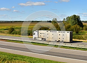 Animal transporter truck driving on a highway. Semi-trailer truck with farm animals in trailer on motorway. Livestock