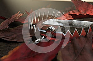 Animal Trap In Leaves photo