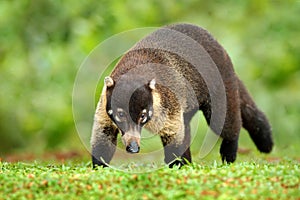 Animal from tropic Costa Rica. Raccoon with long tail. Mammal in nature habitat, wildlife. Raccoon, Procyon lotor, in green grass,