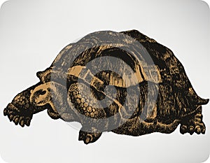 Animal turtle, hand-drawing. Vector illustration.