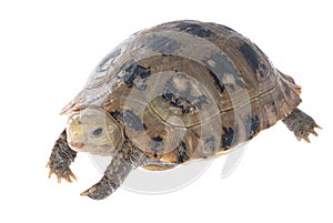 Animal turtle tortoise