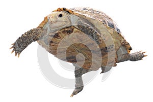 Animal turtle tortoise