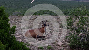 Animal with twisted horns laying on ground. Big antelope in African landscape. Safari park, South Africa