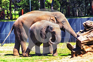 Animal two elefants dubbo