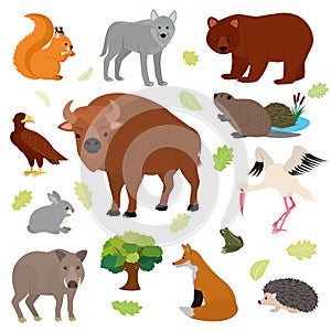 Animal vector animalistic character in forest squirrel wolf bear hare of wildlife illustration set of European predator