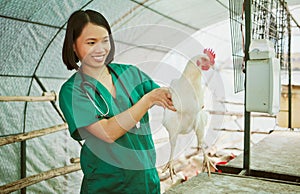 Animal veterinary, chicken farming and woman do medical assessment, inspection or health exam in hen house. Happy asian