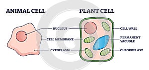 Animal vs plant cell structure comparison with differences outline diagram