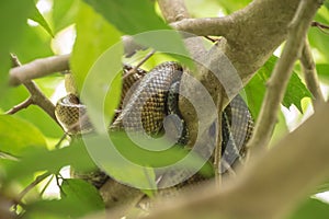 Serpiente es un está descansando sobre el un árbol en selva 