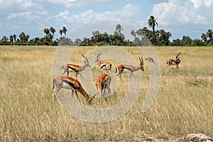 Animal watching in the wild. African safari. Group female Impala in Massai Mara