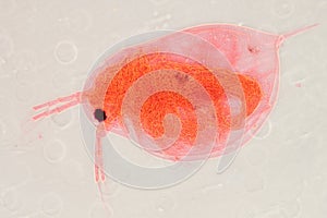Animal water flea