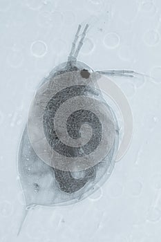 Animal water flea