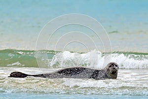 Animal in the water. Grey Seal, Halichoerus grypus, detail portrait in the blue water, wave in the background, animal in the natur