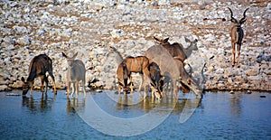 Animal at a water point in Etosha National Park