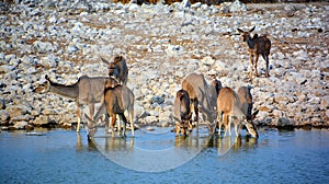 Animal at a water point in Etosha National Park
