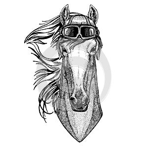 Animal wearing aviator helmet with glasses. Vector picture. Horse, hoss, knight, steed, courser Hand drawn image for