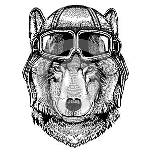 Animal wearing aviator helmet with glasses. Vector picture. Wolf, dog. Hand drawn image for tattoo, emblem, badge, logo