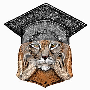 Lynx, bobcat. Square academic cap, graduate cap, cap, mortarboard. Wild cat. Vector portrait of cat head.