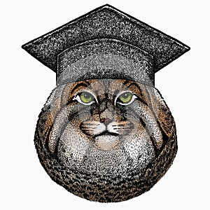 Pallass cat. Square academic cap, graduate cap, cap, mortarboard. Vector portrait, wild cat head, wild cat face.