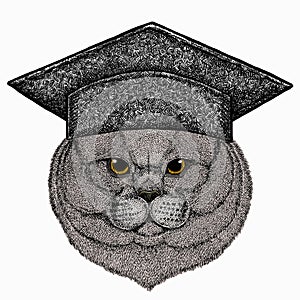 British shorthair cat animal cute face. Square academic cap, graduate cap, cap, mortarboard. Vector happy silver British
