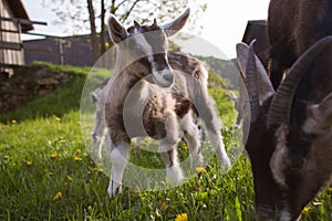 Animal Welfare - goats