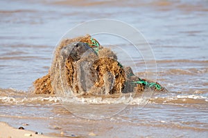 Animal welfare. Marine pollution. Seal caught in plastic fishing net