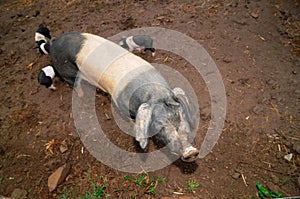 Animal welfare in pig farming