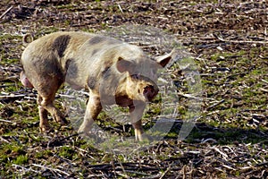 Animal welfare in pig farming