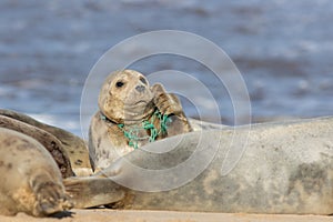 Animal welfare. Seal caught in plastic fishing net. Marine pollution