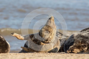 Animal welfare. Suffering seal choked by plastic polution fishing line photo