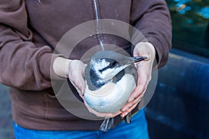 Animal welfare volunteer treats sick or injured guillemot seabird