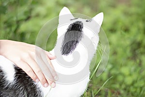 Animal. A white cat with black spots walks on the street in the summer on the green grass.