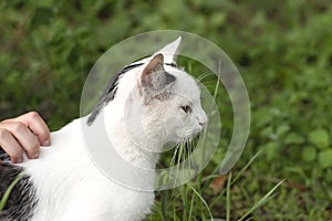 Animal. A white cat with black spots walks on the street in the summer on the green grass.