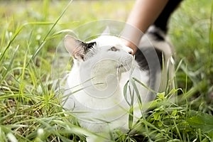 Animal. A white cat with black spots walks on the street in the summer on the green grass.