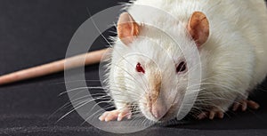 Animal white rat close-up