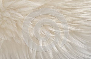 Animal white wool texture, beige fluffy fur background, light natural hair, close-up