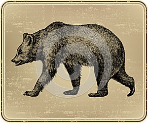 Animal wild bear, hand-drawing. Vector illustratio